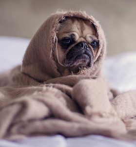 pug dog in blanket