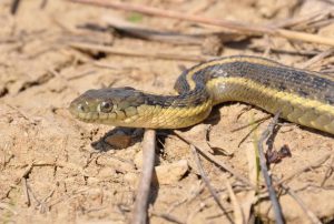 garter-snake