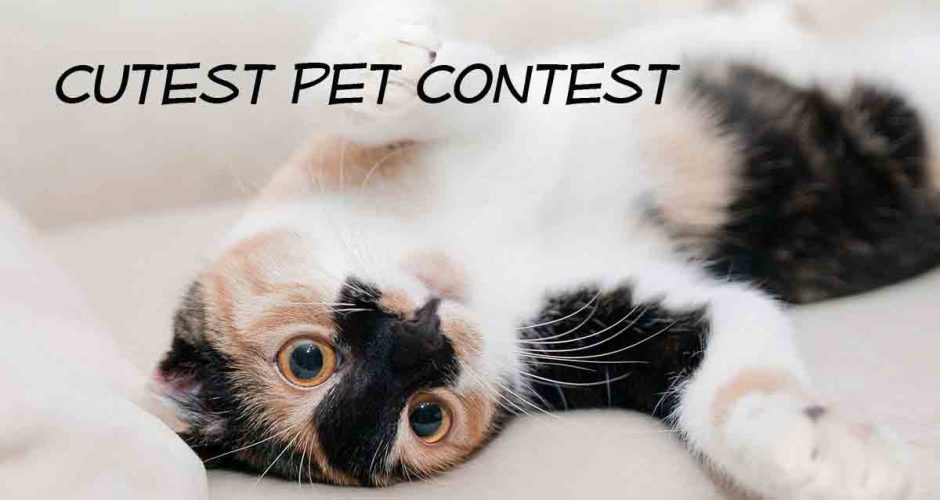 Cutest Pet contest