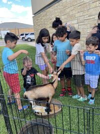 On July 2nd, the library was overrun with adorable chaos as llamas, piglets, goats, and kangaroos took charge!