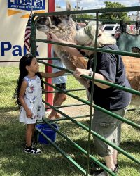 On July 2nd, the library was overrun with adorable chaos as llamas, piglets, goats, and kangaroos took charge!