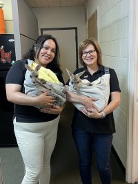 On July 2nd, the library was overrun with adorable chaos as llamas, piglets, goats, and kangaroos took charge!