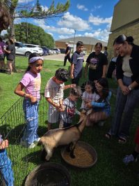 On July 2nd, the library was overrun with adorable chaos as llamas, piglets, goats, and kangaroos took charge!