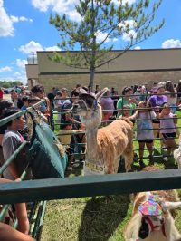 On July 2nd, the library was overrun with adorable chaos as llamas, piglets, goats, and kangaroos took charge!