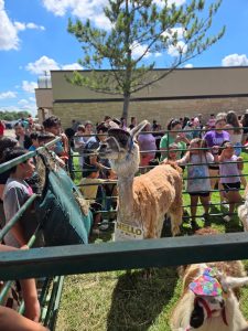 On July 2nd, the library was overrun with adorable chaos as llamas, piglets, goats, and kangaroos took charge!