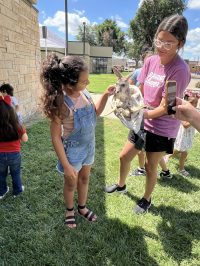 On July 2nd, the library was overrun with adorable chaos as llamas, piglets, goats, and kangaroos took charge!