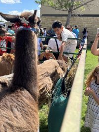 On July 2nd, the library was overrun with adorable chaos as llamas, piglets, goats, and kangaroos took charge!