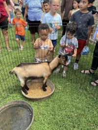 On July 2nd, the library was overrun with adorable chaos as llamas, piglets, goats, and kangaroos took charge!