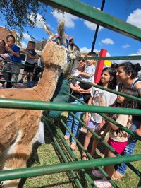 On July 2nd, the library was overrun with adorable chaos as llamas, piglets, goats, and kangaroos took charge!