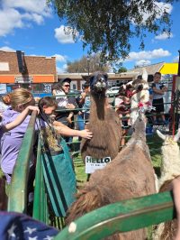 On July 2nd, the library was overrun with adorable chaos as llamas, piglets, goats, and kangaroos took charge!